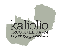 Kaliolo Crocodile logo