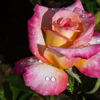 Rose Garden Nursery logo
